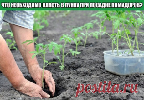 ЧТО НЕОБХОДИМО КЛАСТЬ В ЛУНКУ ПРИ ПОСАДКЕ ПОМИДОРОВ?
Перекопка почвы позволит насыть ее кислородом и уничтожить многих вредителей. Какими же удобрениями следует подкормить грунт?
Внесение фосфорных и калийных удобрений при подготовке почвы для помидор просто необходимо.
В них нуждается любой состав грунта. Раскидать удобрения поверх земли, затем заняться перекопкой. Если земля кислая, произвести известкование.Также почве требуются органические удобрения и азот, который в больших количествах с