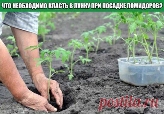 ЧТО НЕОБХОДИМО КЛАСТЬ В ЛУНКУ ПРИ ПОСАДКЕ ПОМИДОРОВ?
Перекопка почвы позволит насыть ее кислородом и уничтожить многих вредителей. Какими же удобрениями следует подкормить грунт?
Внесение фосфорных и калийных удобрений при подготовке почвы для помидор просто необходимо.
В них нуждается любой состав грунта. Раскидать удобрения поверх земли, затем заняться перекопкой. Если земля кислая, произвести известкование.Также почве требуются органические удобрения и азот, который в больших количествах с