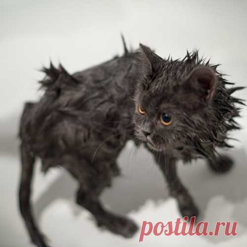 Как правильно помыть кота и остаться в живых))))