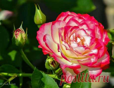 Photo Full Bloom by Frank Vacante on 500px | Rene Basurto Quijada приколол(а) это к доске Flores - Flowers | Pinte…