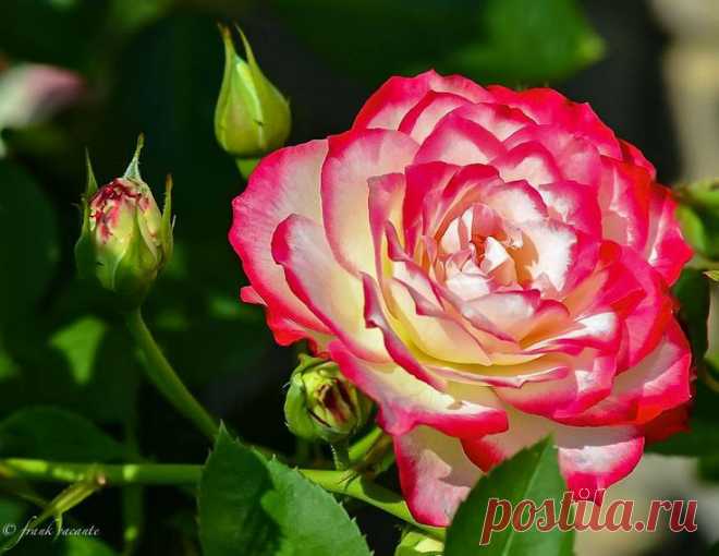 Photo Full Bloom by Frank Vacante on 500px | Rene Basurto Quijada приколол(а) это к доске Flores - Flowers | Pinte…