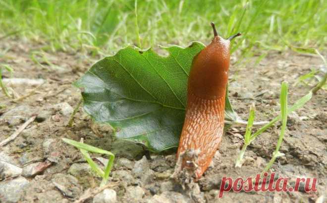 Слизни на огороде: как от них избавиться? Слизни поедают молодые всходы и побеги, листья, стебли растений, выступающие над землей части корней и клубней. Также страдают от прожорливых существ ягоды клубники, плоды перцев, огурцов, томатов и д...