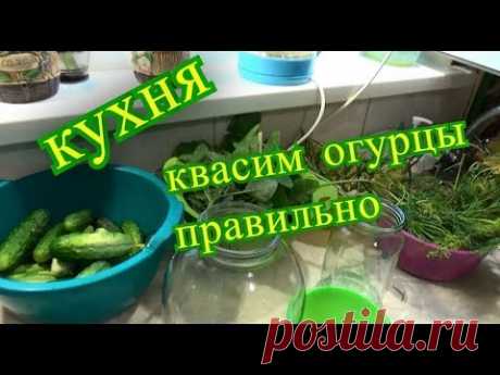 кухня, квасим огурцы правильно, влог шаповаловы коля оля