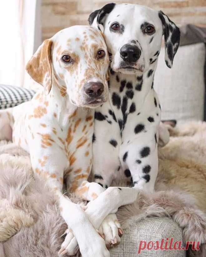 ღ