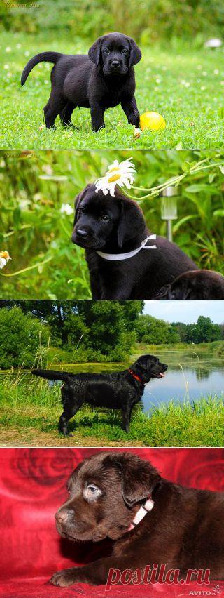 "LordLabrador" - Лабрадоры Ретриверы