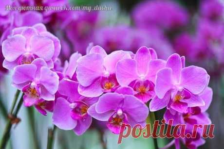 ВСЕ, ЧТО НУЖНО ЗНАТЬ О ЦВЕТЕНИИ ОРХИДЕЙ