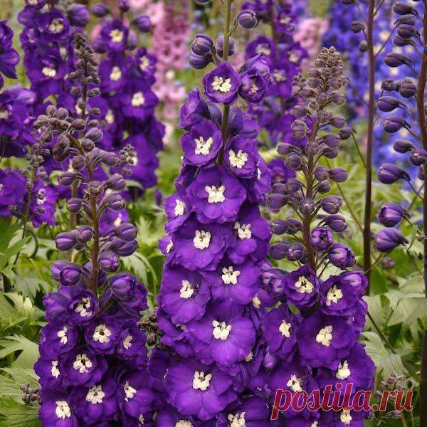 Дельфиниумы - стройные красавцы. Сорта на фото: Пёрпл Пэшн (Purple Passion), Кристал Делайт (Crystal Delight), Роял Аспирейшн (Royal Aspirations), Монин Санрайс (Morning Sunrise), Ред Каролин (Red Caroline), Вайт Кинг (White King).
