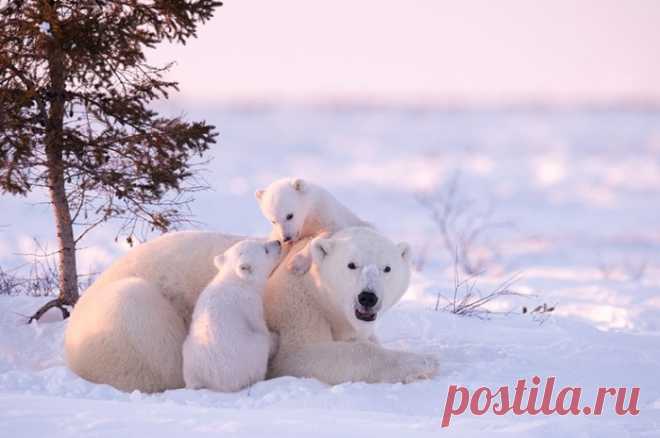 Ради этих кадров фотограф провела 117 часов на лютом морозе