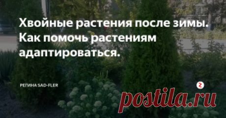 Хвойные растения после зимы. Как помочь растениям адаптироваться. После зимы в своём саду можно заметить наличие тёмных хвоинок у пихт и туй.
Некоторые садоводы сразу же стараются удалить ветви с тёмными хвоинками. Но с этой процедурой спешить не нужно, потому что некоторые декоративные многолетники (например, микробиота) появляются из-под снега с жёлтыми или коричневыми хвоинками.
Обычно такая хвоя становится через несколько недель зелёной (2-3 недели), но для