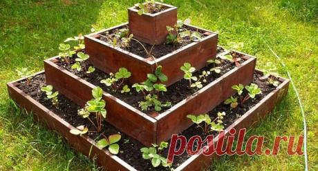 Особенности выращивания клубники в пирамидах Варианты пирамид для выращивания клубники Принято определять пирамидальные грядки на несколько типов.Классическая пирамида. Эта конструкция имеет в основании квадрат. Небольшие грядки в пирамиде разме...