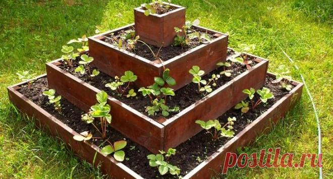 Особенности выращивания клубники в пирамидах Варианты пирамид для выращивания клубники Принято определять пирамидальные грядки на несколько типов.Классическая пирамида. Эта конструкция имеет в основании квадрат. Небольшие грядки в пирамиде разме...