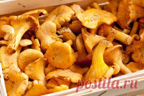 Конкильони с яркими лисичками — Вкусные рецепты