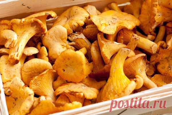 Конкильони с яркими лисичками — Вкусные рецепты