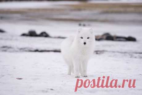 Пара песцов отобедала на улице российского портового города и попала на видео. В портовом городе Дудинка Красноярского края пара песцов пообедала на одной из городских улиц и попала на видео. На кадрах песцы, облаченные в зимний белый окрас, вгрызаются зубами в мясо с костями, которые они нашли рядом с мусорными баками. На одном из баков написано название местного промыслового хозяйства.