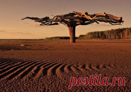 Это необычное чудо-дерево находится в верховье реки Камы. А необычного в нем то, что оно вкопано в песок корнями вверх, размах которых составляет 5-6 метров.