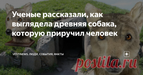 Ученые рассказали, как выглядела древняя собака, которую приручил человек Совсем недавно учёные провели научно - исследовательские реконструкционные работы, чтобы получить внешность древней собаки эпохи неолита.
Интересно, что животное получилось с  приятным внешним видом. Многие специалисты считают, что образ напоминает внешность европейского волка, а по размеру колли .
Сами исследования и реконструкции основывались на найденных останках которые были обнаружены в