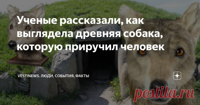 Ученые рассказали, как выглядела древняя собака, которую приручил человек Совсем недавно учёные провели научно - исследовательские реконструкционные работы, чтобы получить внешность древней собаки эпохи неолита.
Интересно, что животное получилось с  приятным внешним видом. Многие специалисты считают, что образ напоминает внешность европейского волка, а по размеру колли .
Сами исследования и реконструкции основывались на найденных останках которые были обнаружены в