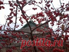 (86) Одноклассники - яблоня райка