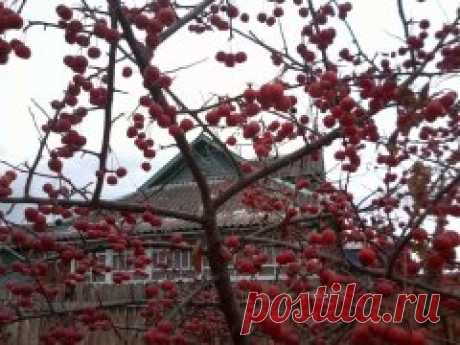(86) Одноклассники - яблоня райка