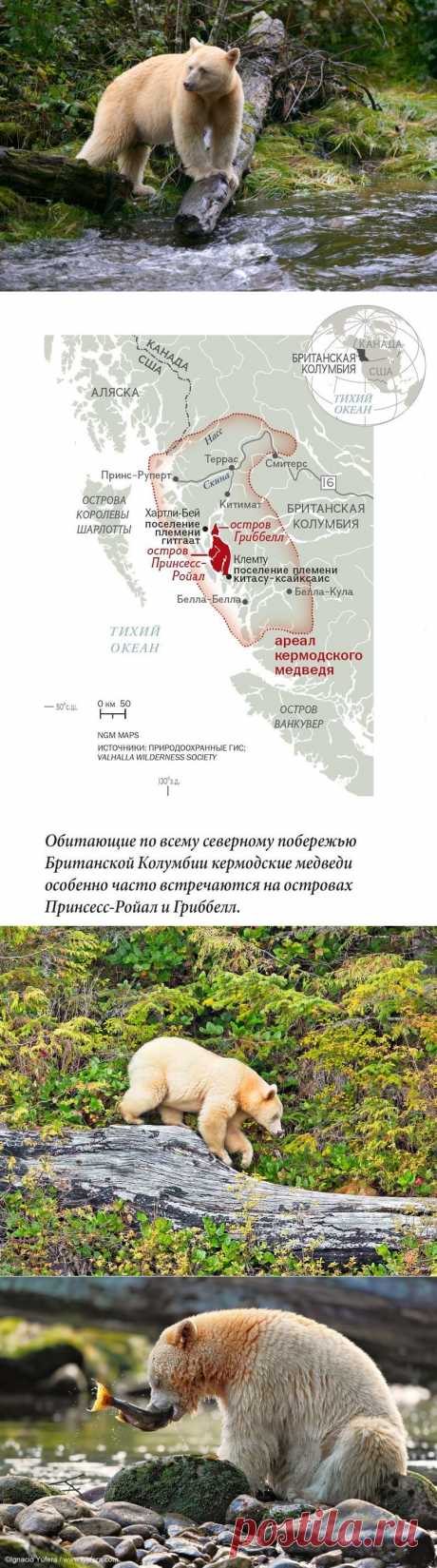 Медведь-призрак или кермодский медведь — Наука и жизнь