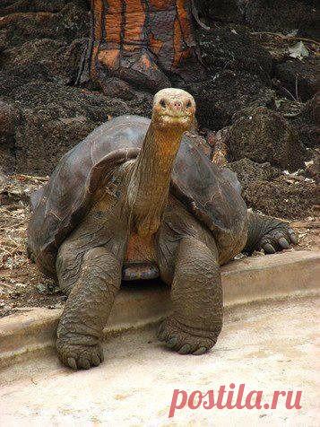 Отдохну, пожалуй!...