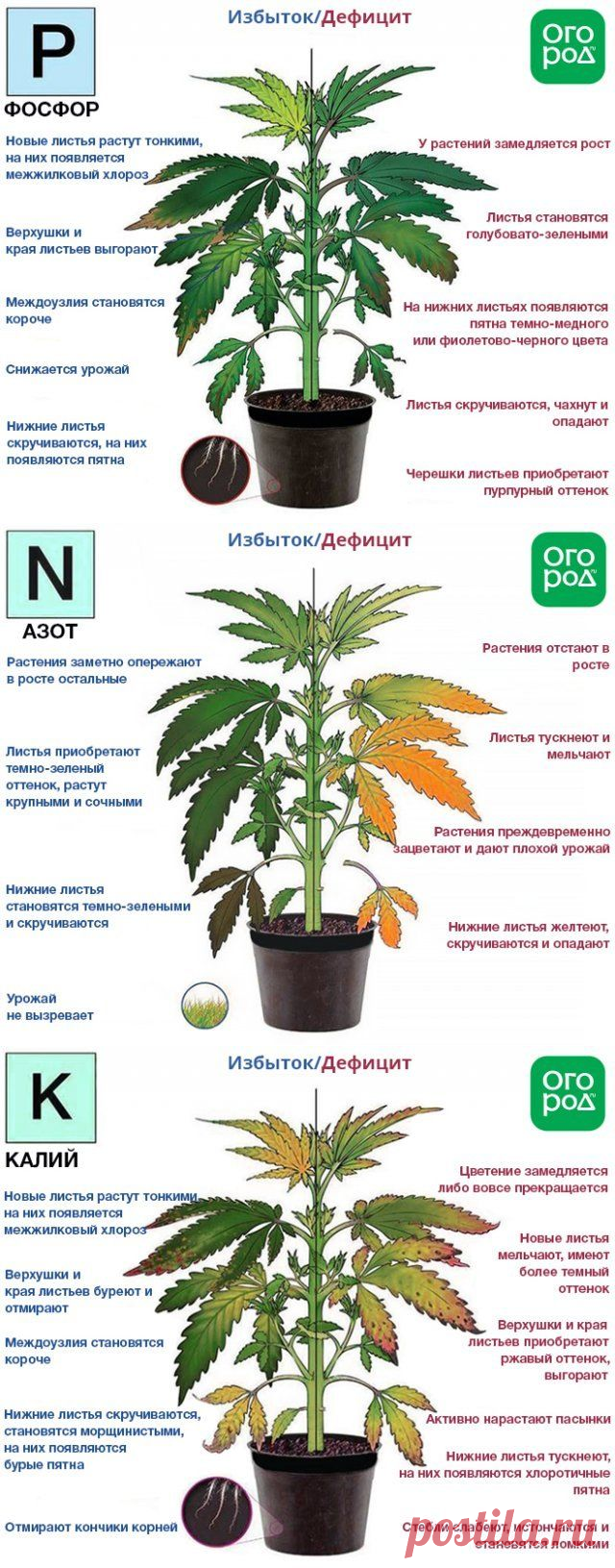 Азот, фосфор, калий – признаки недостатка и избытка у растений | Удобрения и стимуляторы (Огород.ru)