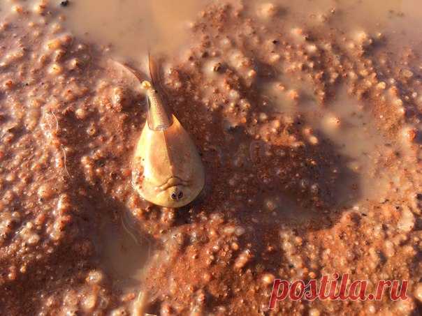 Австралийские щитни – эндемики с уникальной системой выживания, чья морфология не меняется уже 200 млн лет. Прошедшие недавно в Австралии ливни пробудили их от многолетнего сна.