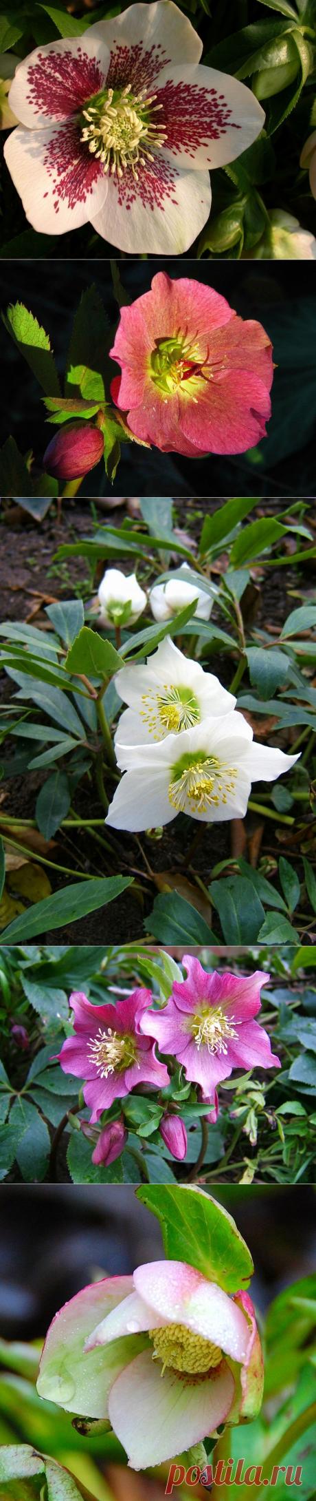 Морозник: посадка, размножение, уход. Сорта морозника, вредители и болезни.