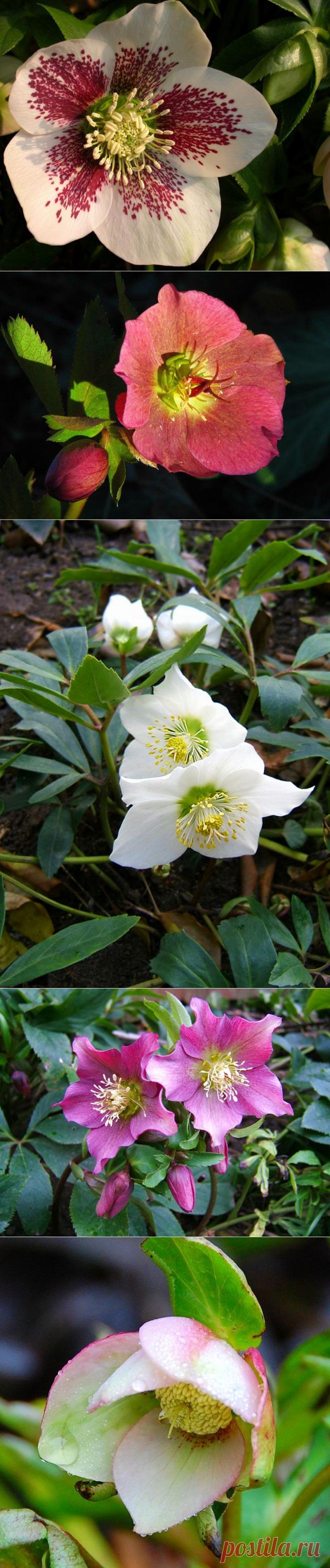 Морозник: посадка, размножение, уход. Сорта морозника, вредители и болезни.