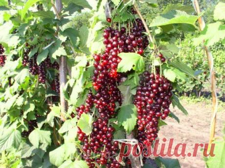 Как превратить куст смородины в дерево? | Смородина, крыжовник (Огород.ru)