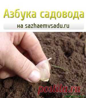 Озимый чеснок сажаем под снежок | Азбука садовода