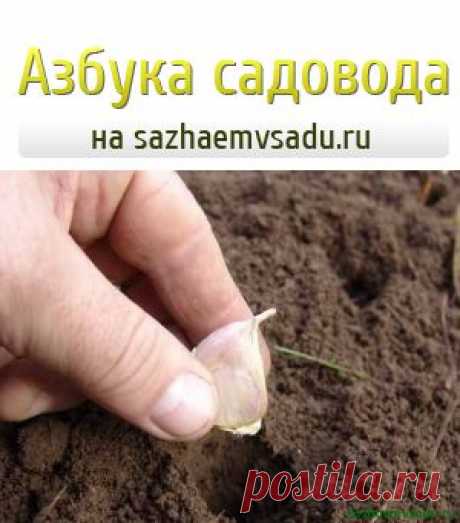 Озимый чеснок сажаем под снежок | Азбука садовода