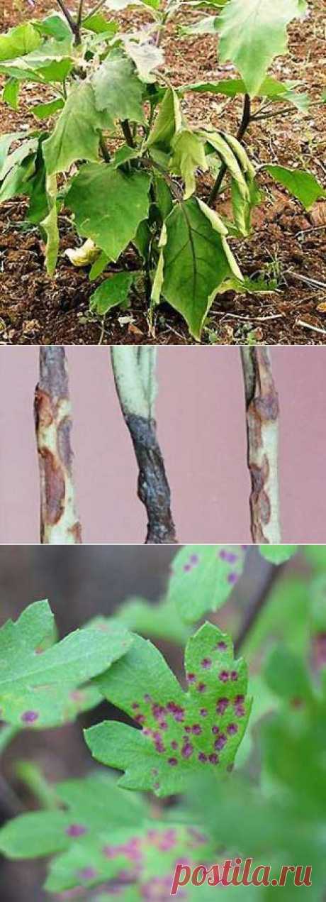 Распространенные болезни астр. Вредители астр. | Мое подворье