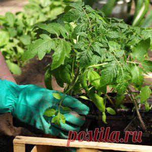 Усадьба | Огородник : Как правильно выбрать качественную рассаду томатов?