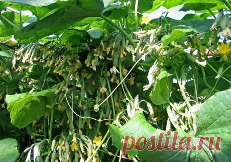 ЯНТАРНАЯ КИСЛОТА -Стимулятор роста огурцов, позволяющий получить много завязей и отличный урожай. | Дачные советы | Яндекс Дзен