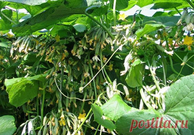 ЯНТАРНАЯ КИСЛОТА -Стимулятор роста огурцов, позволяющий получить много завязей и отличный урожай. | Дачные советы | Яндекс Дзен