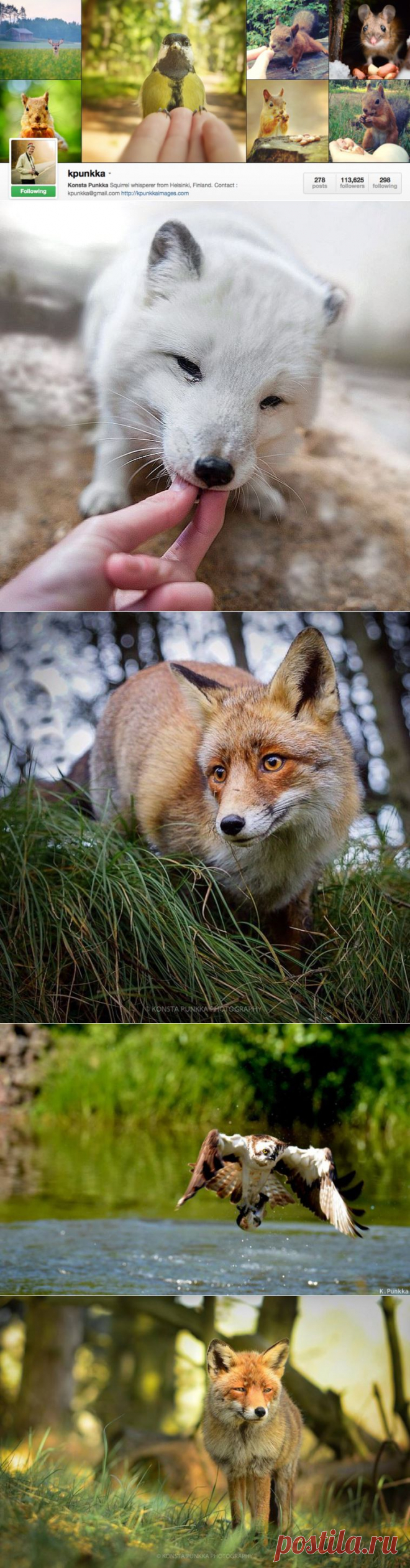 Прекрасные фотографии диких животных от заклинателя белок и не только