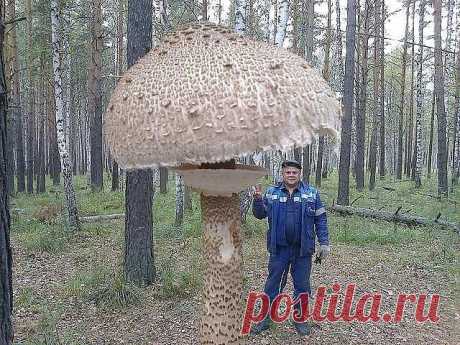 OK.RU