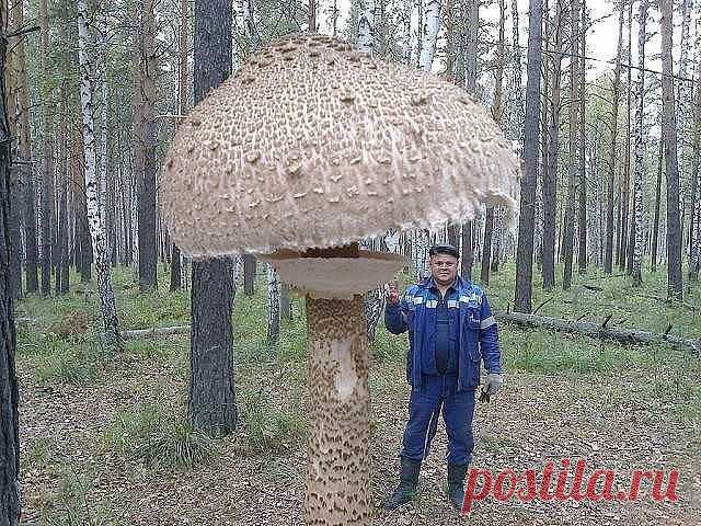 OK.RU