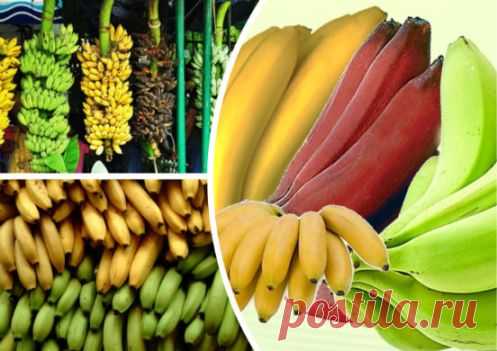 Бананы: польза и вред, калорийность, состав ягоды
