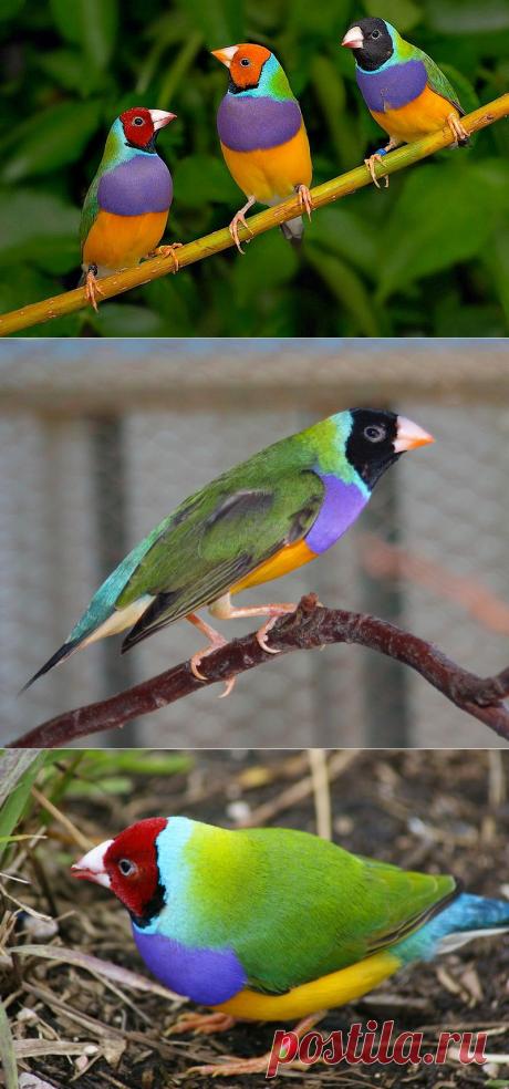 Считается, что Гульдова амадина - самая яркая и красивая птица.