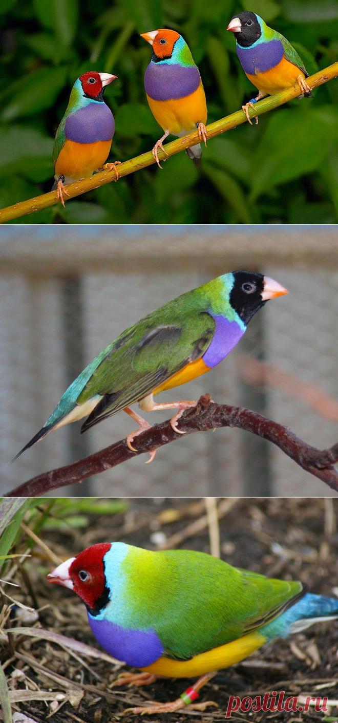 Считается, что Гульдова амадина - самая яркая и красивая птица.