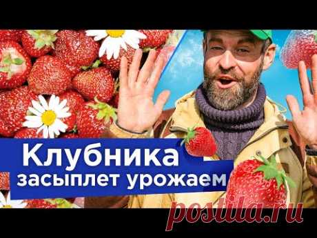 ПЯТЬ ВАЖНЫХ РАБОТ С КЛУБНИКОЙ ВЕСНОЙ, которые значительно увеличат урожай и размер ягод