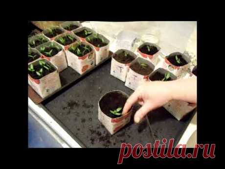 Не мучайте перец пикировкой - сделайте ТАК!