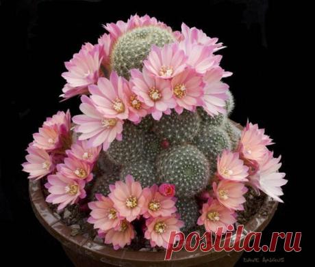 Rebutia carnival hybrid 3.jpg | Pinterest • Всемирный каталог идей