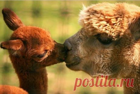 МАМИНА ЛЮБОВЬ