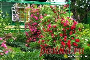 Что сажать на даче не следует