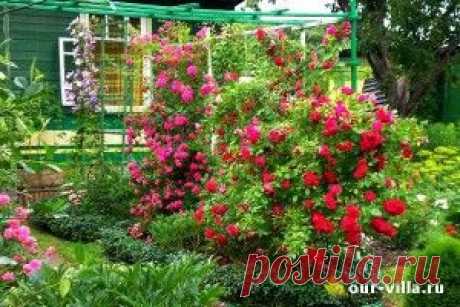 Что сажать на даче не следует