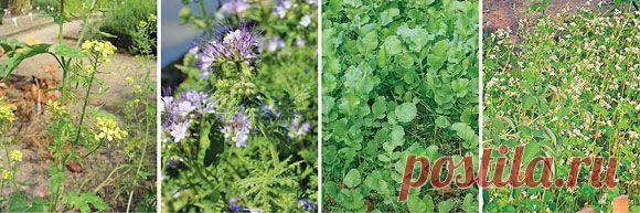 Секреты высоких урожаев — Ваше Плодородие