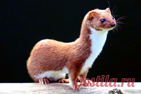 Ласка: интересные факты и заблуждения Ласка – самый маленький в мире хищник. Однако это не ласковый зверёк, а беспощадный убийца, способный задушить гуся и разорвать в клочья десяток курей. Ласка не может перестать убивать, а её инстинкты хищника никак невозможно отключить …